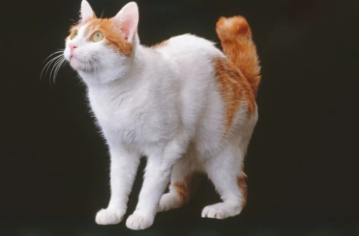 Japonský bobtail