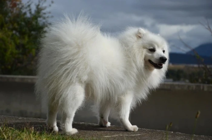 Japonský špic
