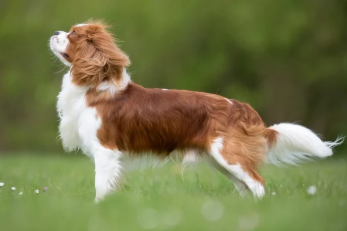 Kavalír king charles španěl