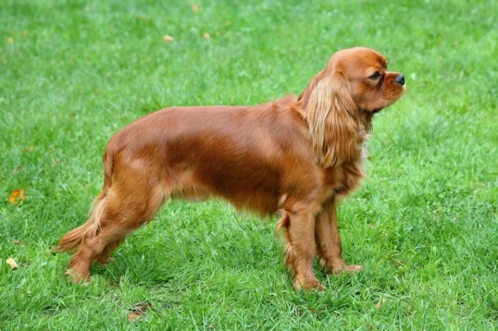 Kavalír king charles španěl