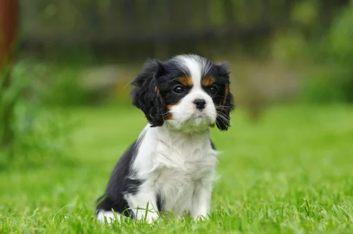 Kavalír king charles španěl