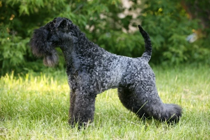 Kerry blue teriér