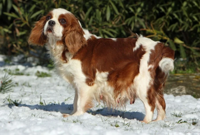 King charles španěl