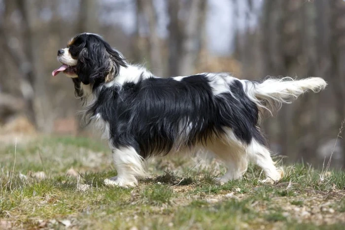 King charles španěl