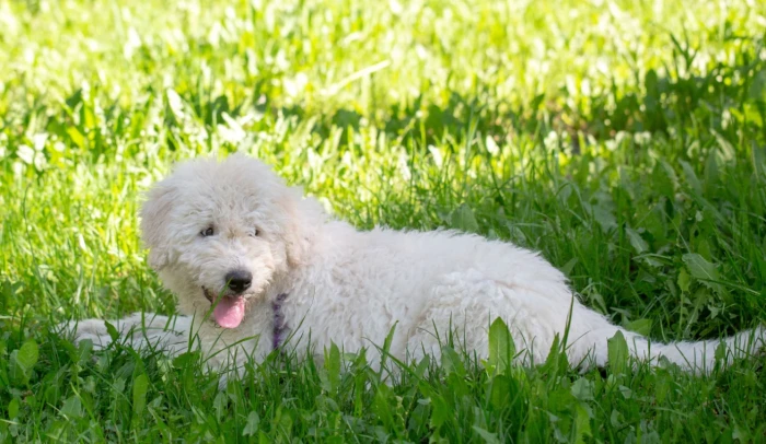 Komondor