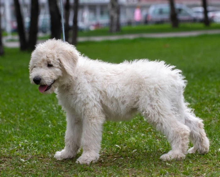 Komondor
