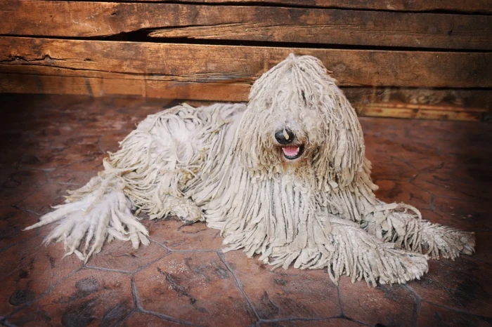 Komondor