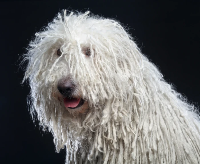 Komondor