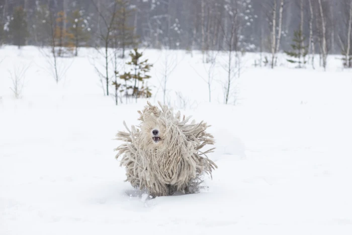 Komondor