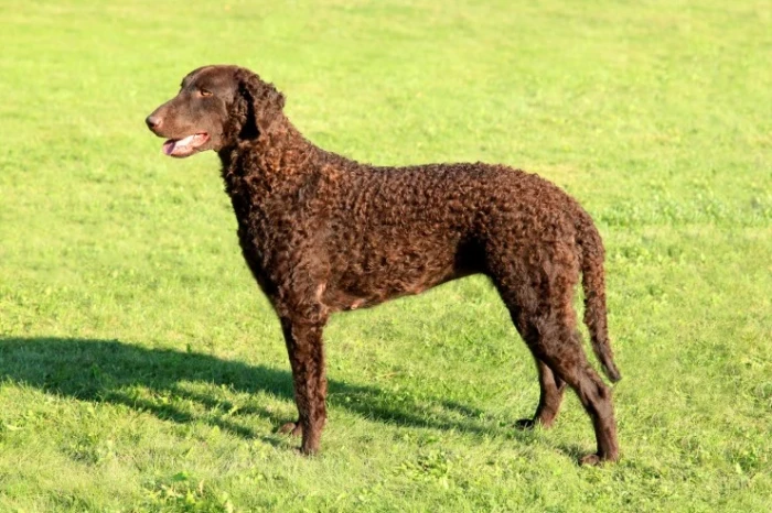 Curly coated retrívr