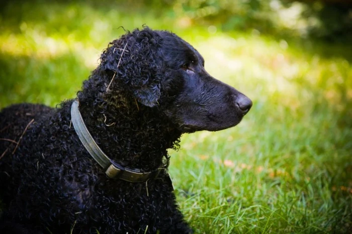 Curly coated retrívr