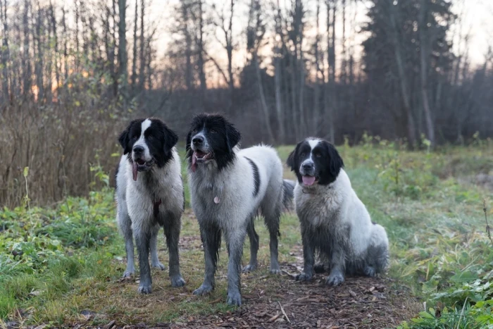 Landseer