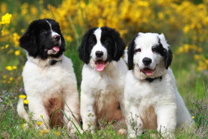 Landseer