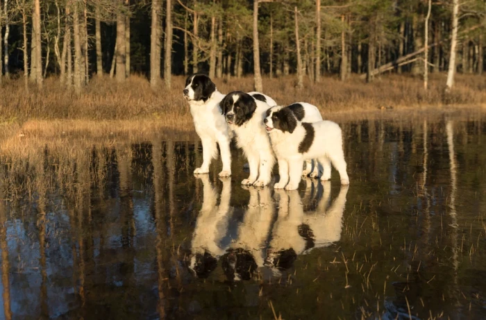 Landseer
