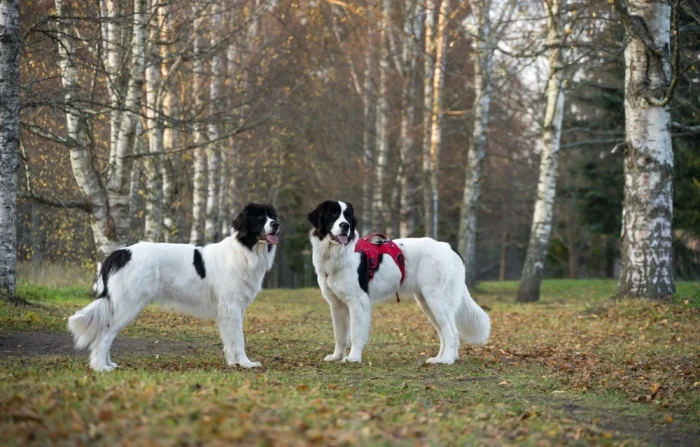 Landseer