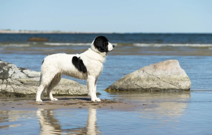 Landseer