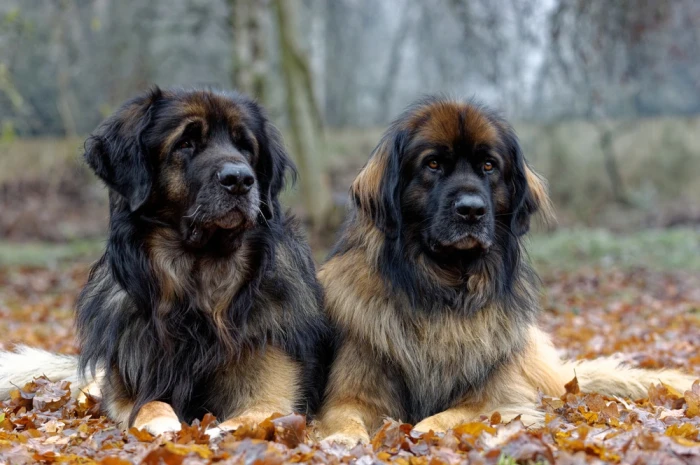 Leonberger