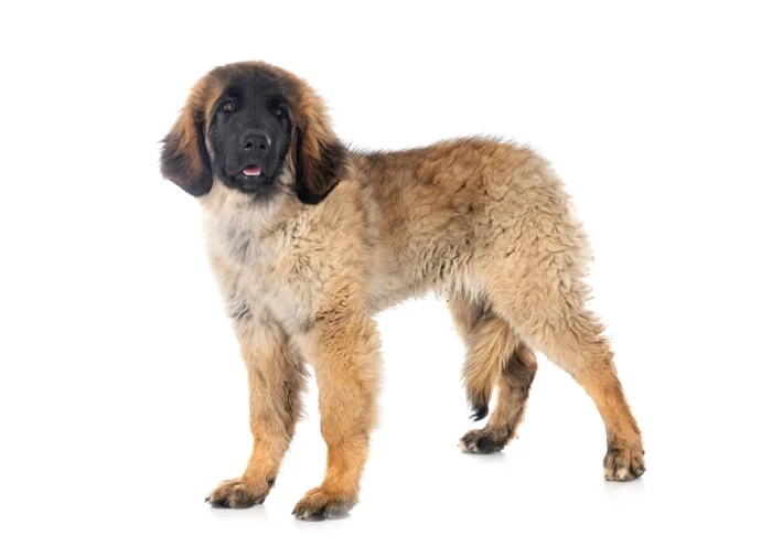 Leonberger