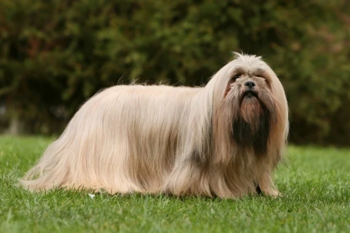 Lhasa Apso