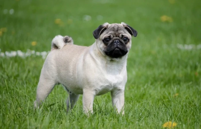 Mops