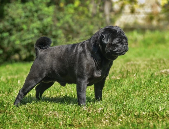 Mops