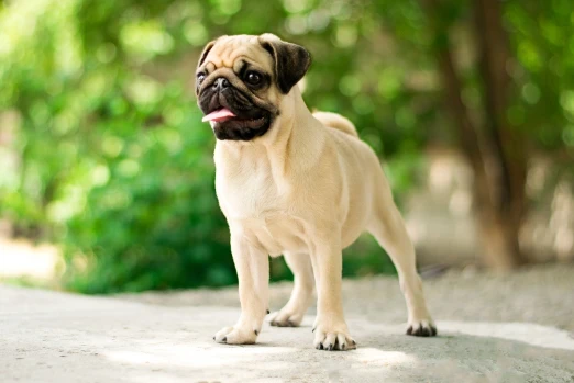 Mops