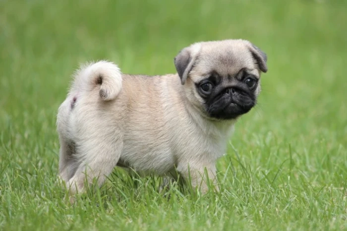 Mops