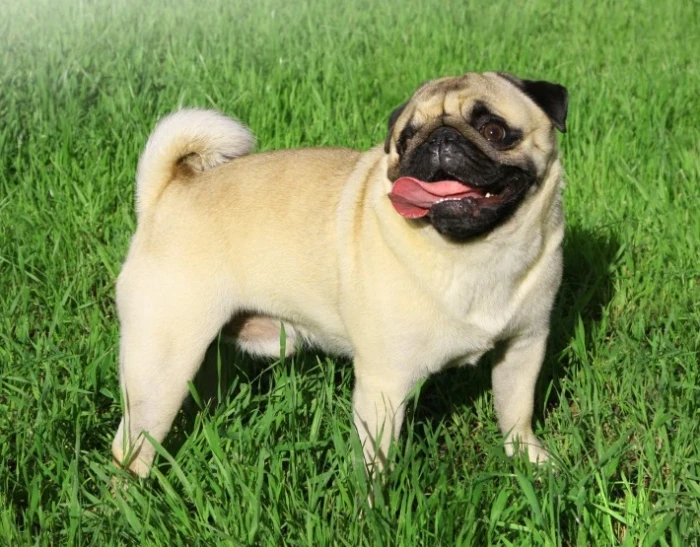 Mops