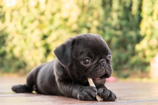 Mops