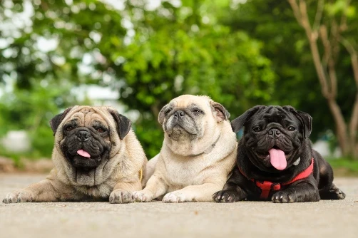 Mops
