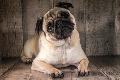 Mops
