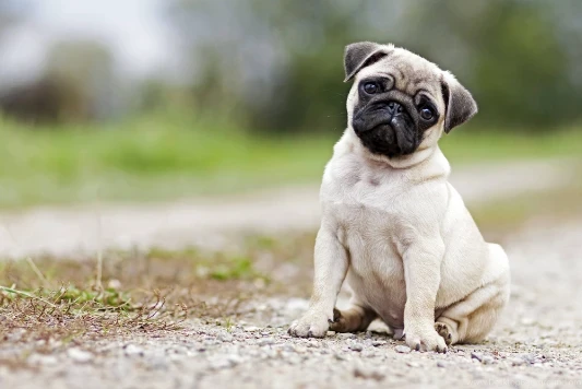 Mops
