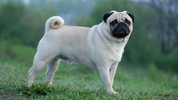 Mops