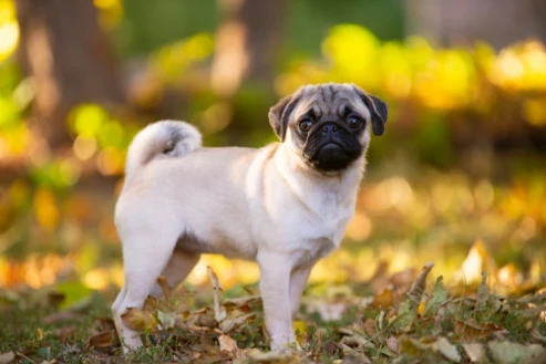 Mops