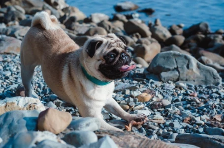 Mops