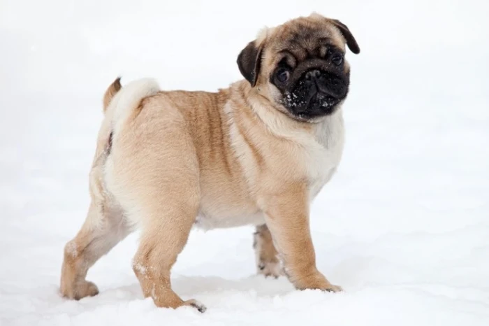 Mops