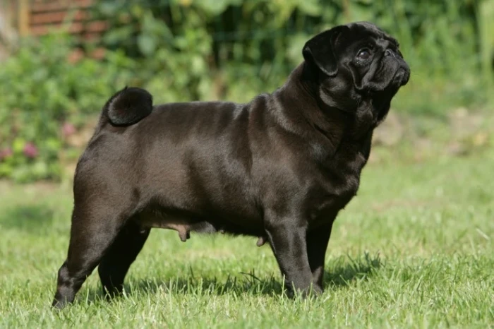 Mops