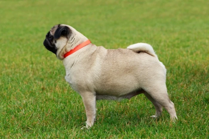 Mops