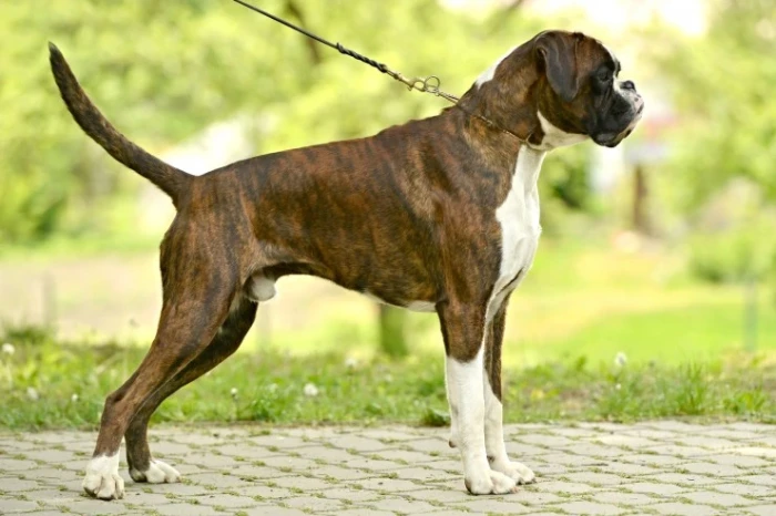 Německý boxer