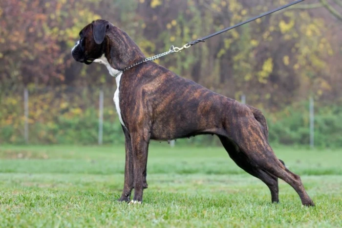 Německý boxer
