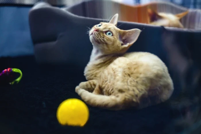 Německý rex, foto: Shutterstock