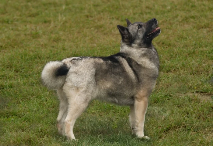 Norský buhund
