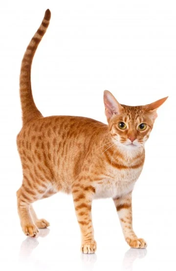 Ocicat