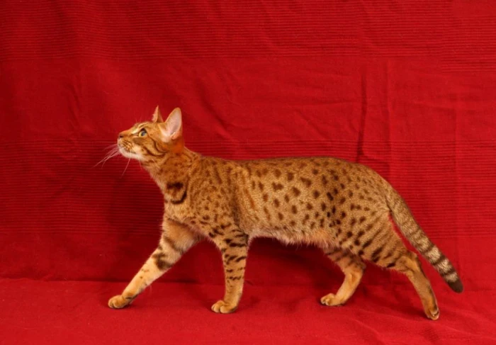 Ocicat