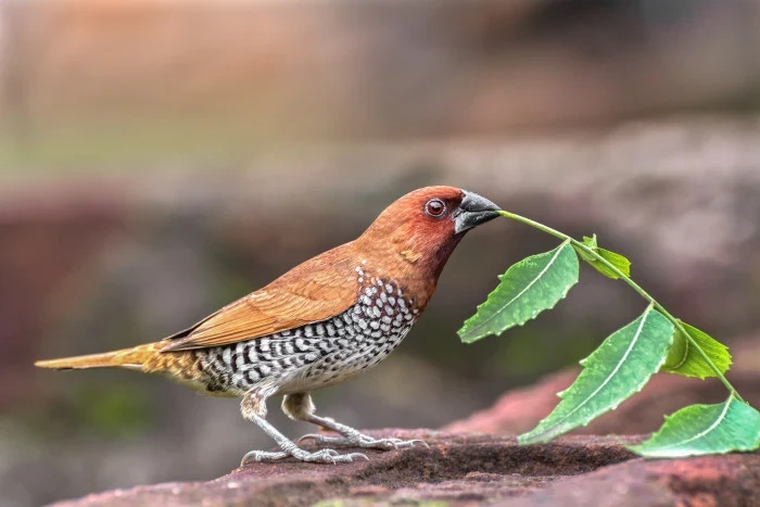 Panenka muškátová