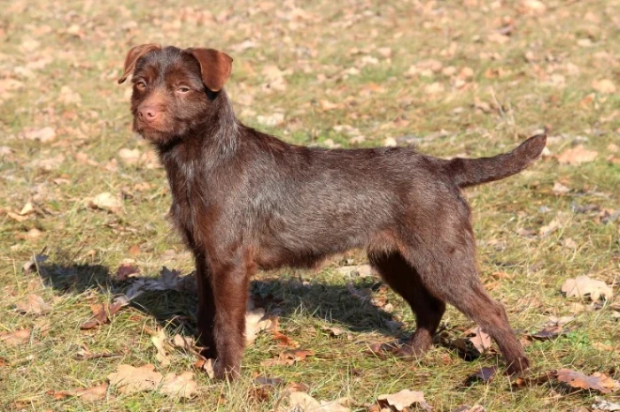 Patterdale teriér
