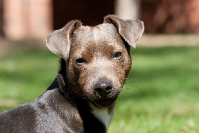Patterdale teriér