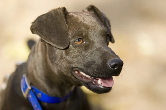 Patterdale teriér