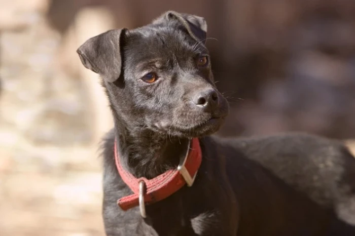 Patterdale teriér