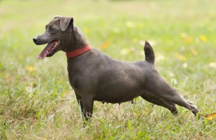 Patterdale teriér